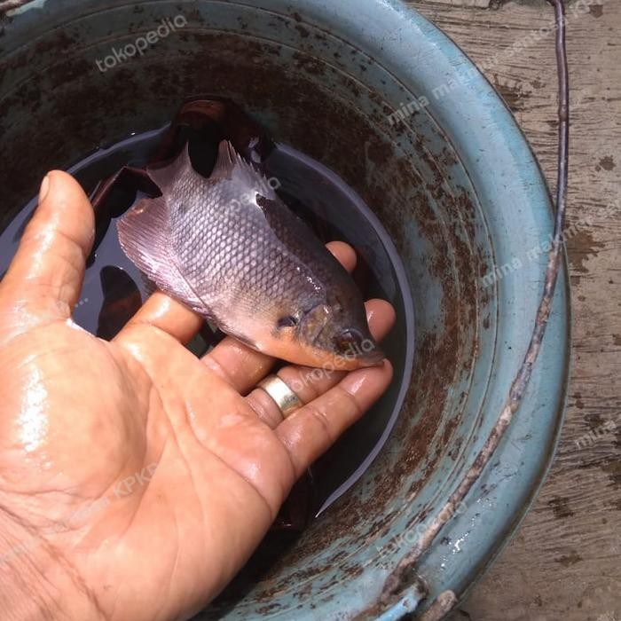 PAKET BIBIT IKAN GURAME SOANG ISI 15 EKOR UKURAN NYUPER UP