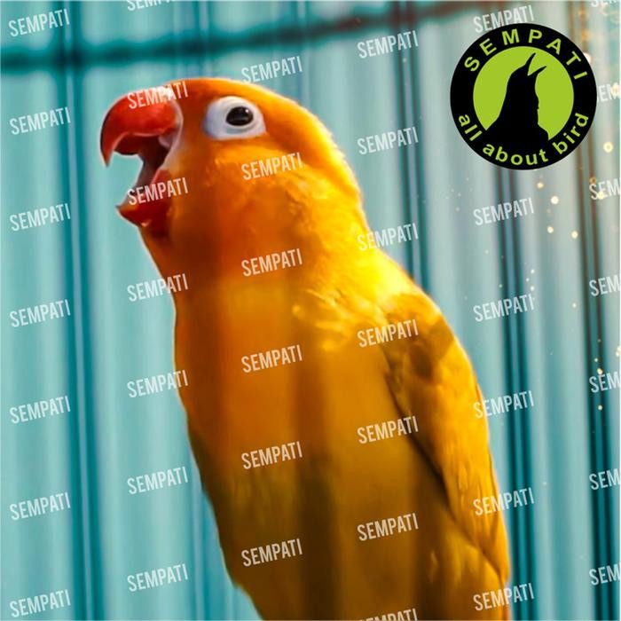 Pakan Burung Lovebird Gemilang Abadi Banjarnegara Pakan Konslet Gmlng Terbatas