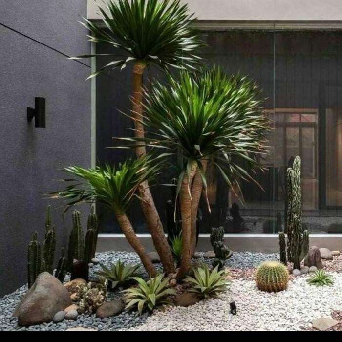 Terlaris Pembuatan Taman Kering Di Dalam Rumah Pandan Bali Batang Cabang 3