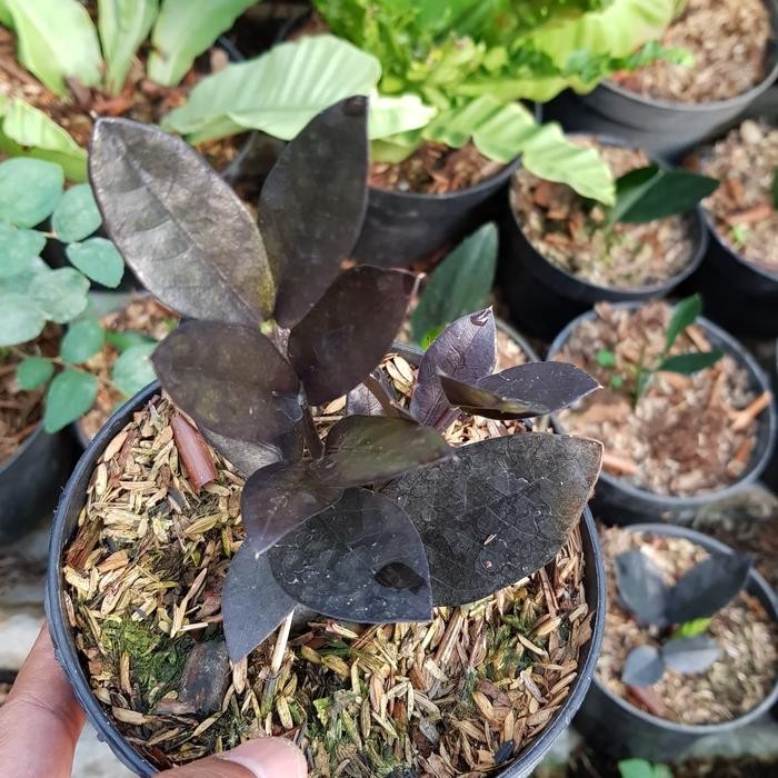 Terlaris Zamia Raven