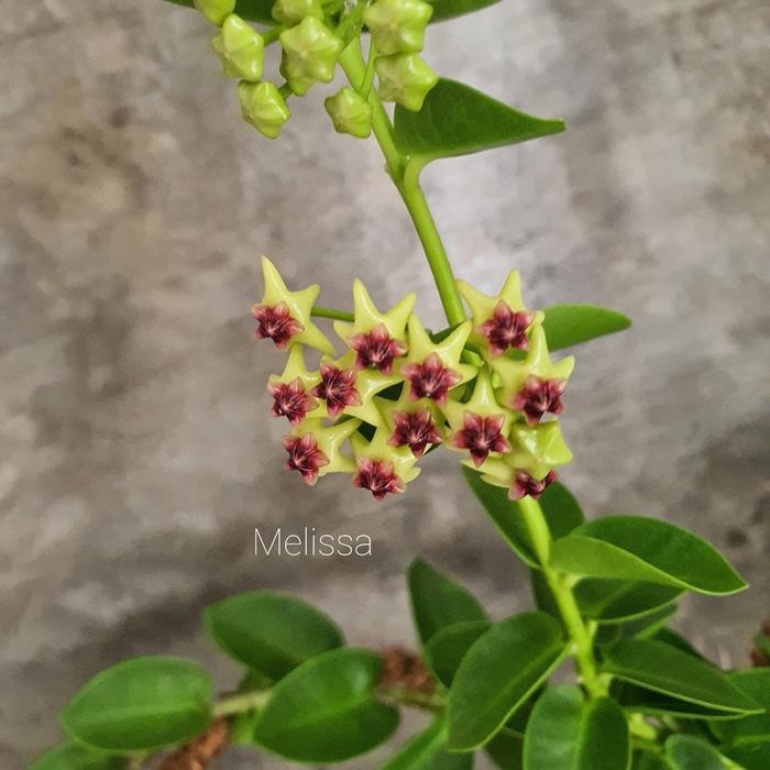 Terlaris Hoya Cummingiana Berbunga (Include Turus)