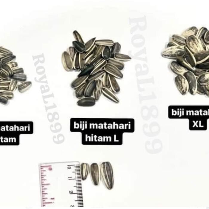 Kuaci Parrot Kwaci Jumbo Sangrai / mentah paruh bengkok macaw kakatua