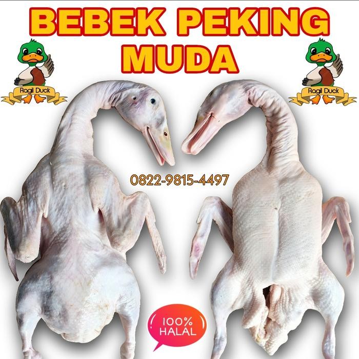 

BEBEK PEKING MUDA MURAH 2.0 - 2.2 kg