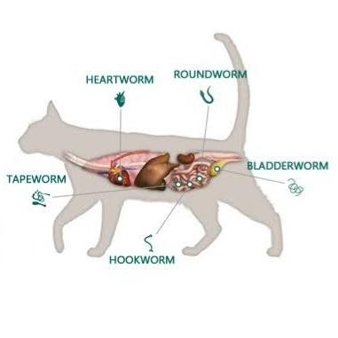 Broadline Cat Obat Kutu Cacing Dan Parasit Promo