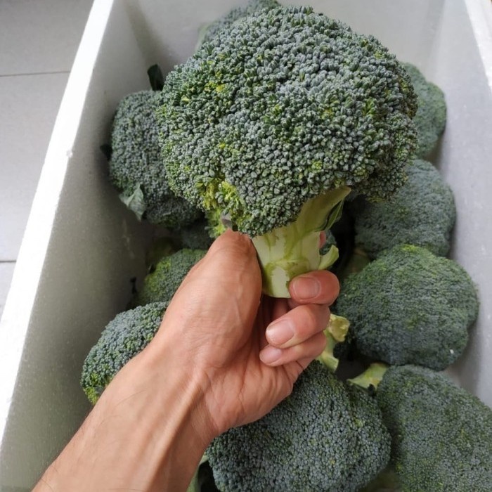 

Brokoli import frozen fres 500gram