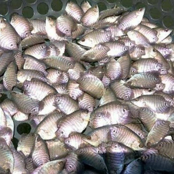 TERBARU paket 100e bibit ikan gurame soang konsumsi baby