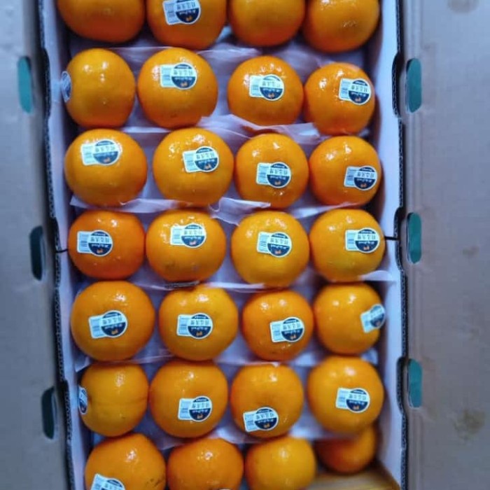 

Jeruk Wogan manis 1 dus