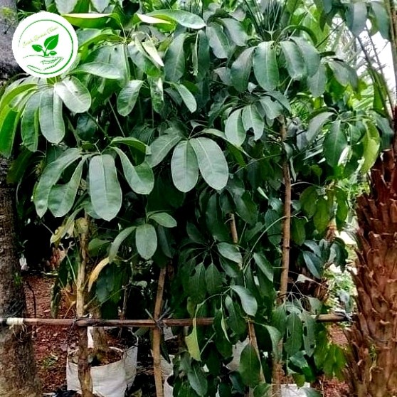 tanaman hias walisongo hijau tinggi 150cm