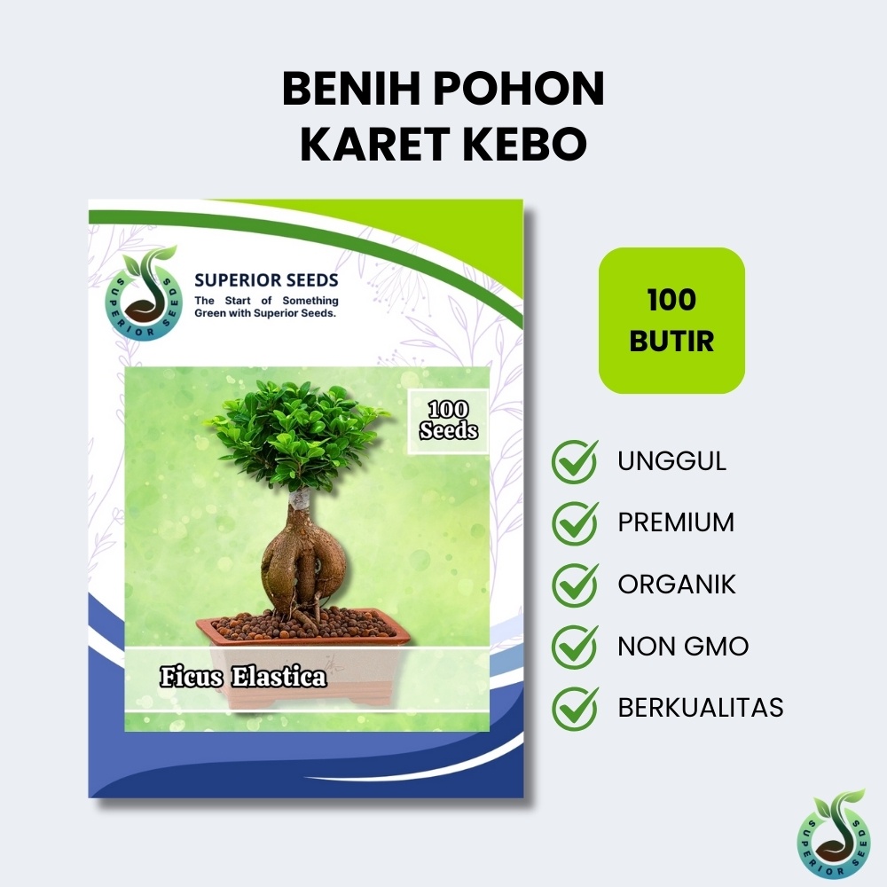 Biji Benih Bonsai Pohon Ficus Elastica | Karet Kebo (Superior Seeds)