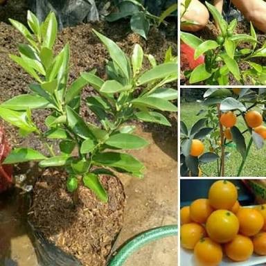 Tanaman Jeruk Tongheng Bibit Buah Jeruk Kimkit Madu PREMIUM