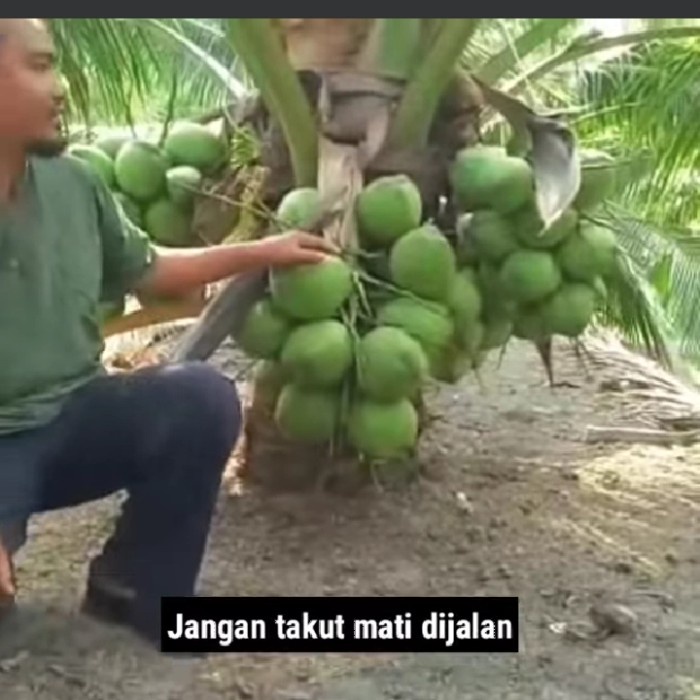 Bibit Kelapa Hij Hibrida super buah besar batok besar 3.5 thn sudah PREMIUM