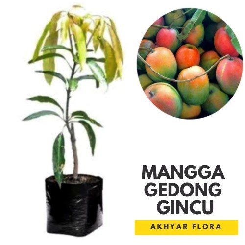 Bibit Mangga Gedong Gincu Pohon Mangga Bibit Buah Mangga Gedong Gincu PREMIUM