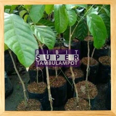TEERCAYAA Bibit Tanaman Buah Duku Palembang Okulasi Stek Cangkok PREMIUM