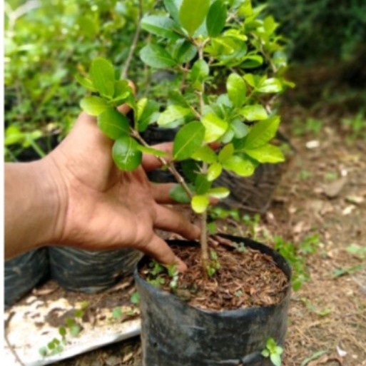 bibit bai buah sianci / cerry barbados PREMIUM