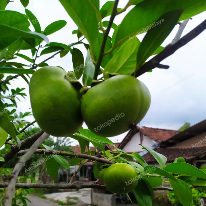 bibit buah black sapote KONDISI BERBUAH tinggi 2-3 meter. PREMIUM