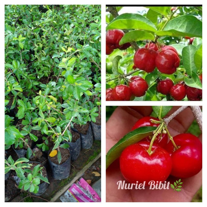 bibit Chery/ceri/cerry vietnam pohon tanaman buah bisa berubah PREMIUM