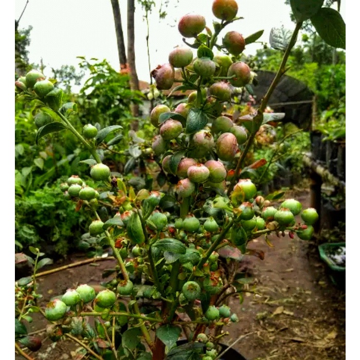 Bibit pohon blueberry - Pohon buah blueberry berbuah PREMIUM