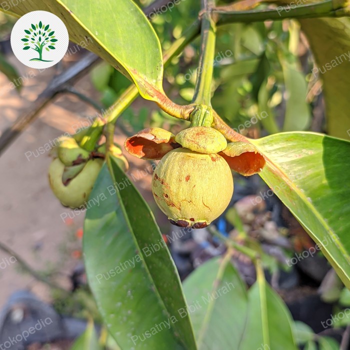 bibit tanaman manggis berbuah , pohon buah manggis sudah berbuah PREMIUM
