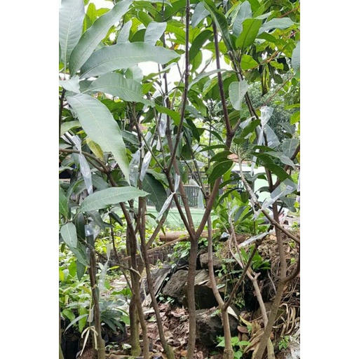 Tanaman Bibit Buah Mangga Kombinasi 4 in 1 PREMIUM