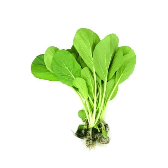 

Caisim Hidroponik Kiosayur