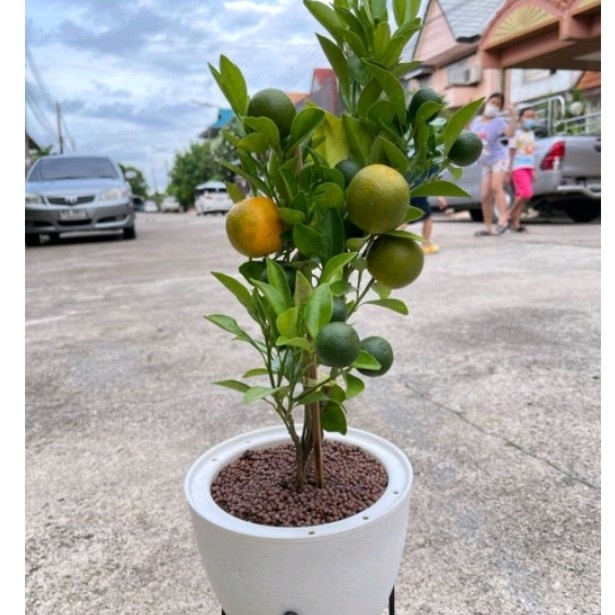 Tanaman buah jeruk Santang madu sudah berbuah