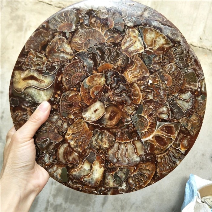 HOT SALE Large Madagascar Shell Ammonite Fossil Plate Disc For Home