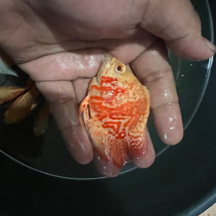 Oscar Tiger Abino Good marking short body import thailand 8cm