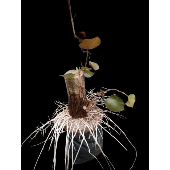 Diskon tanaman hias batang besar tua berkarakter bonsai waru varigata stek akar keliling siap