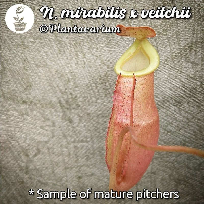 Paling Dicari Tanaman Karnivora Kantung Semar Nepenthes Mirabilis x Veitchii Flash Sale