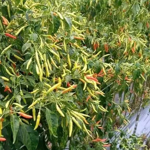 Paling Dicari Benih Bibit Cabe Rawit Setan tipe Patalan SIUNG 03 dari cap You Seed isi 10 gram Hari
