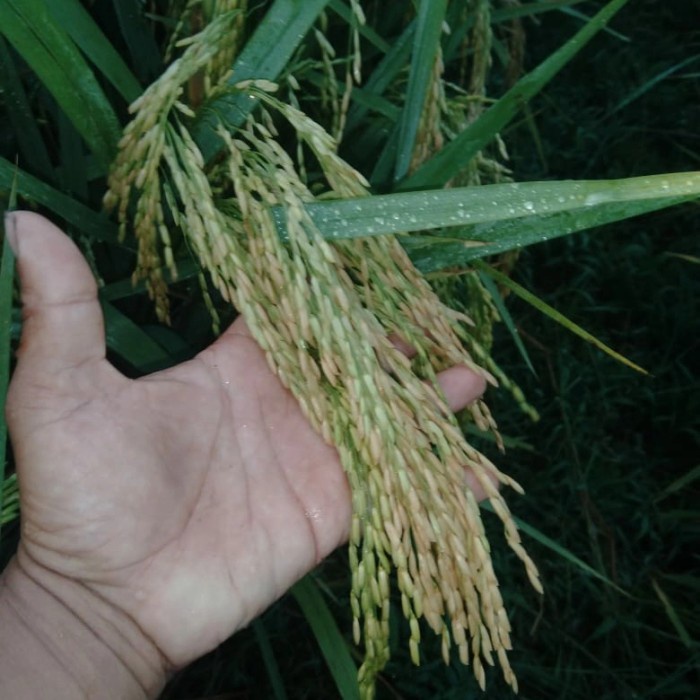 JTTOP" BENIH PADI CAKRABUANA 04