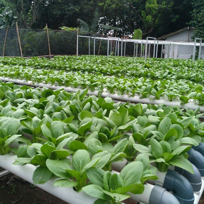 READY AB MIX PREMIUM 1 LITER ( SAYUR DAUN )