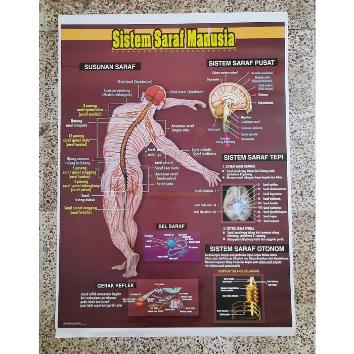 

SALE !!! POSTER SISTEM SARAF MANUSIA READYY
