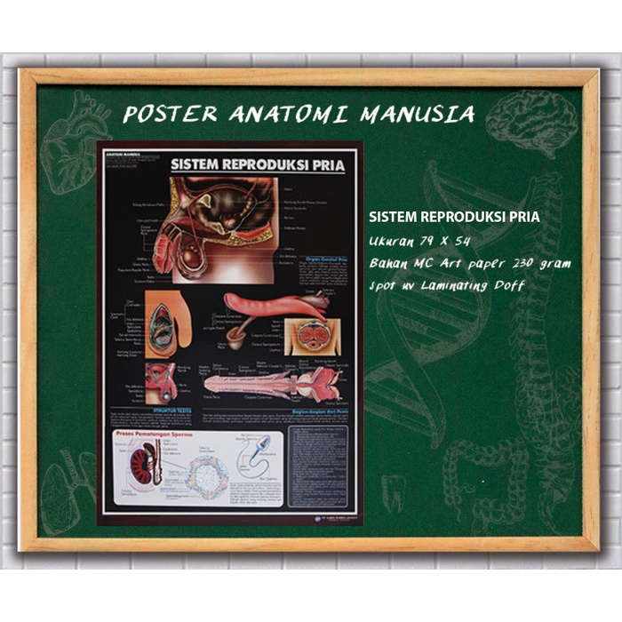 

SALE !!! POSTER ANATOMI MANUSIA (SISTEM REPRODUKSI PRIA) READYY