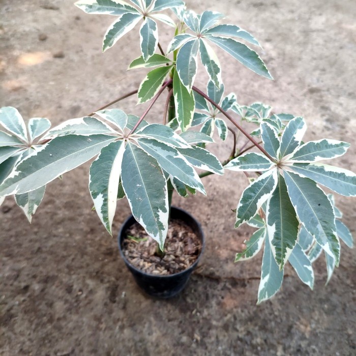 New Tanaman Kapuk Randu Variegata Ready