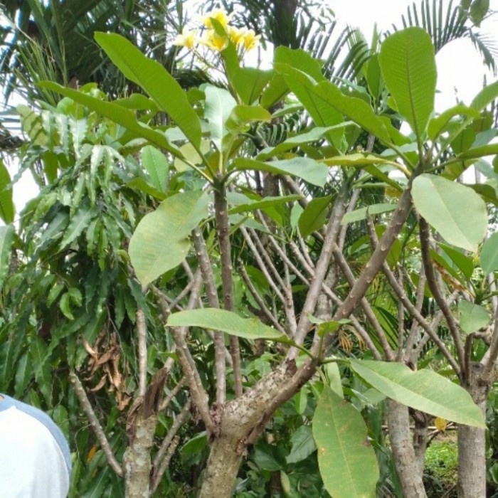 New Tanaman Kamboja Bunga Kuning Tinggi 2 Meter Batang Seperti Gambar Ready