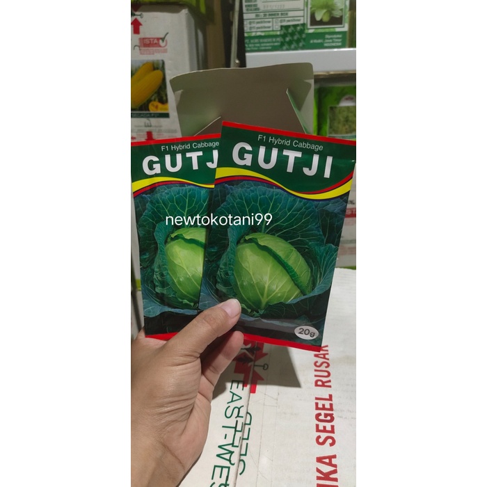 New Benih Kubis Gutji F1 20 Gram Kol Hibrida Gutji Dari Ams Ready