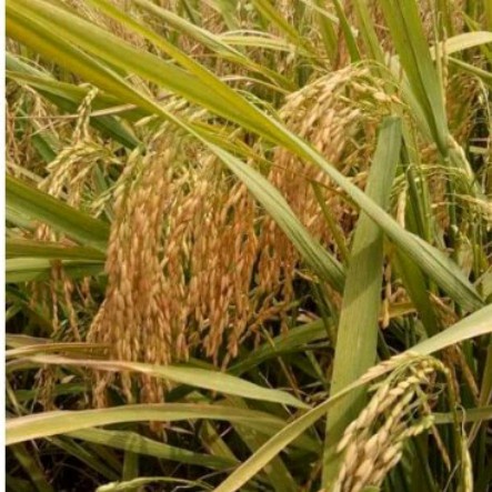 New Benih Padi S400 (Srikandi 400) Ready