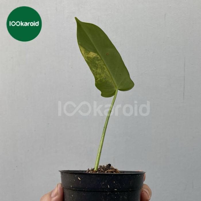 New Tanaman Hias Philodendron Violin Variegata / Violin Varigata Ready