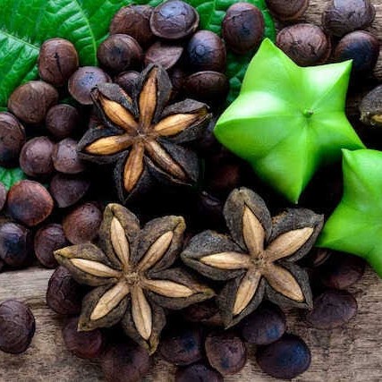 New Tanaman Langka Kacang Sacha Inchi Ready