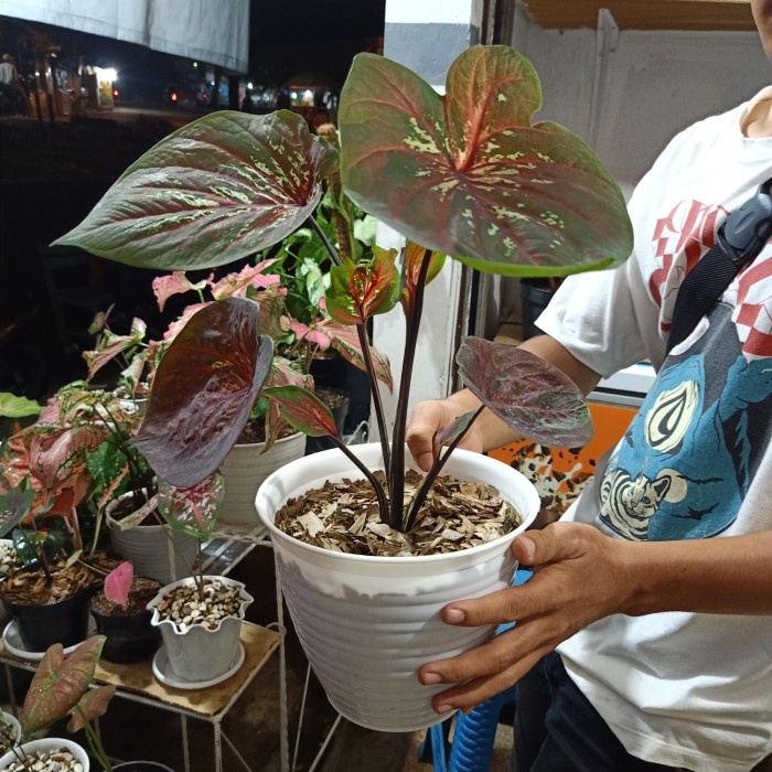 tanaman hias caladium doreng indukan daun besar
