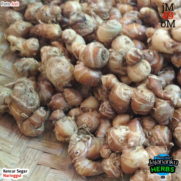 

Sale! Kencur Segar 1Kg Cikur Fresh Murah Asli Ekspor Quality