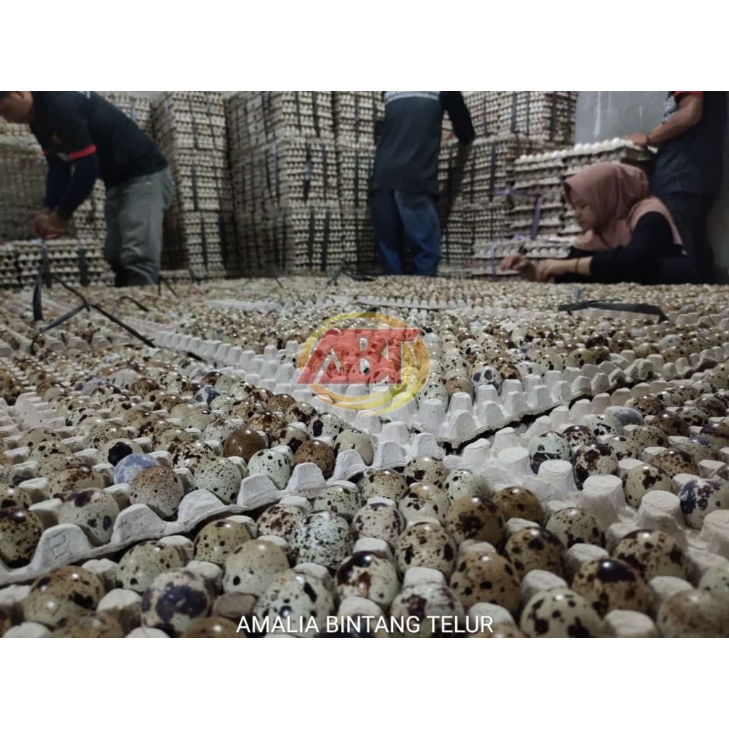 

Telur Puyuh 1kg isi 90 Butir