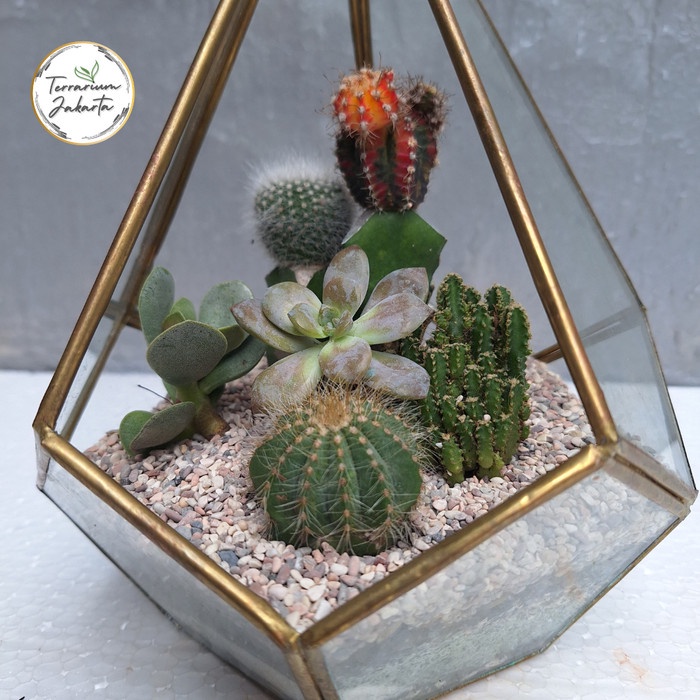 Piramidies - Terrarium Kaktus - Terarium - (Diy) Kit Terrarium