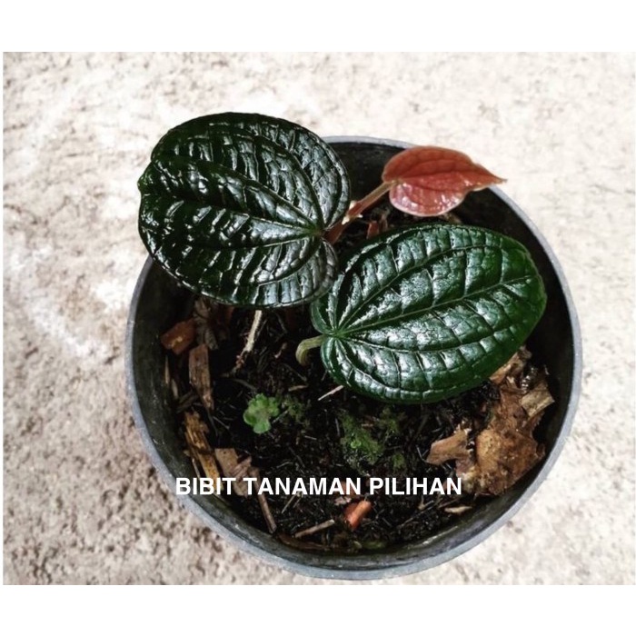 PROMO BIBIT SIRIH HITAM ASLI HERBAL WULUNG TANAMAN OBAT