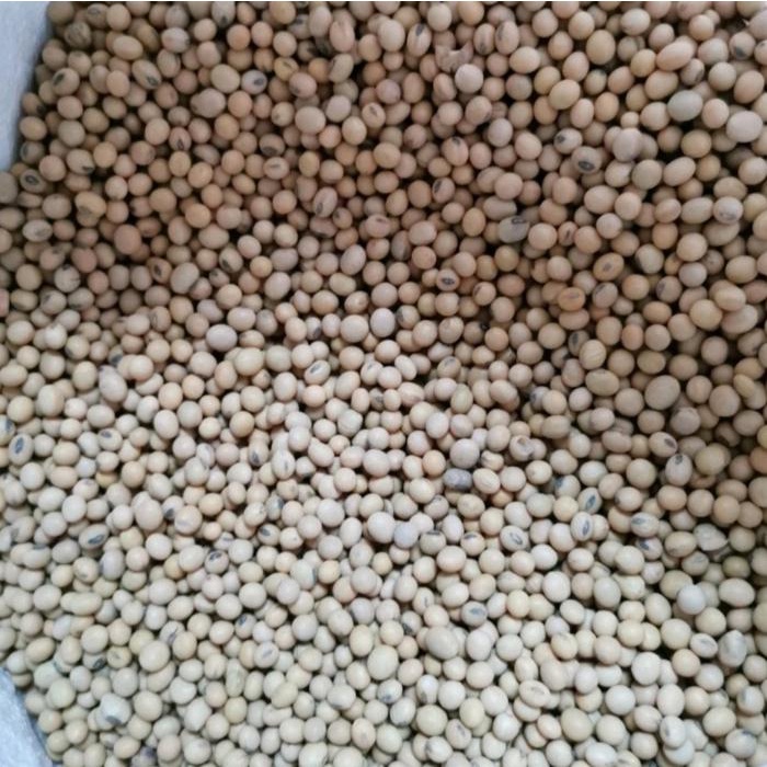 

SALE !!! KACANG KEDELAI ORGANIK SEGAR ALAMI 1 KG BAHAN READYY