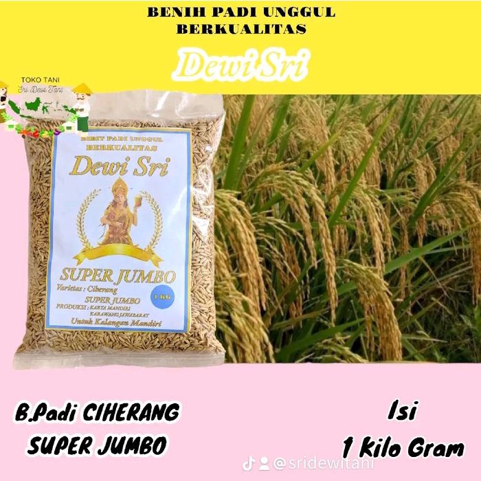 HEMAT BIBIT PADI CIHERANG SUPER JUMBO 1 KG BIBIT UNGGUL BERKUALITAS Benih Tanaman