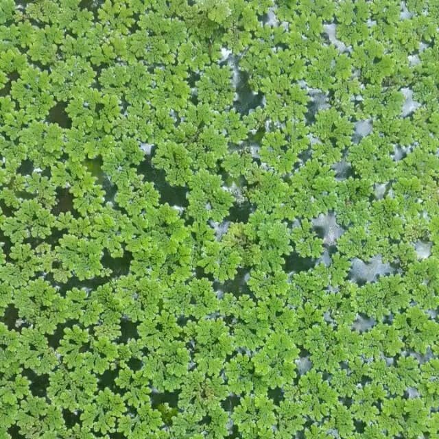 TERBATAS Termurah Azolla/ Bibit Azolla / Tanaman Air Azola