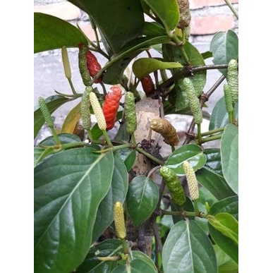 BERGARANSI Bibit Tanaman Herbal Pohon Cabe Jawa ( cabe jamu)