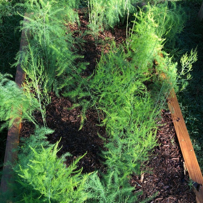 FREE ONGKIR Bibit tanaman sayur asparagus EEEE